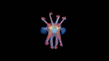 "Like Life II" Dialoghi e workshop su Design e Otherness