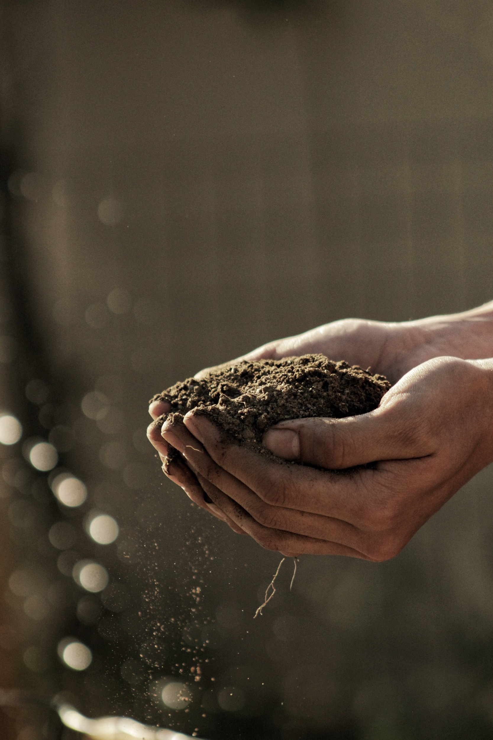 Immagine: Agricoltura