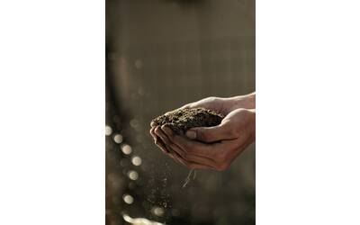 Immagine: Agricoltura