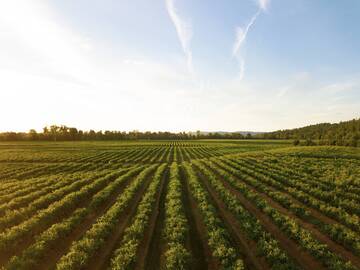 Immagine: Agricoltura