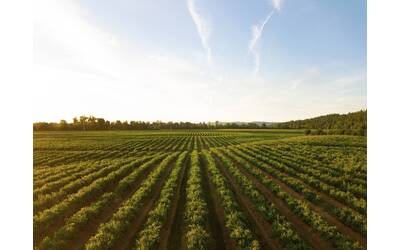 Immagine: Agricoltura