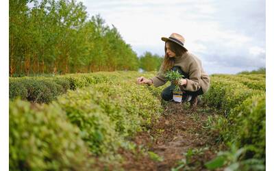 Immagine: agricoltura
