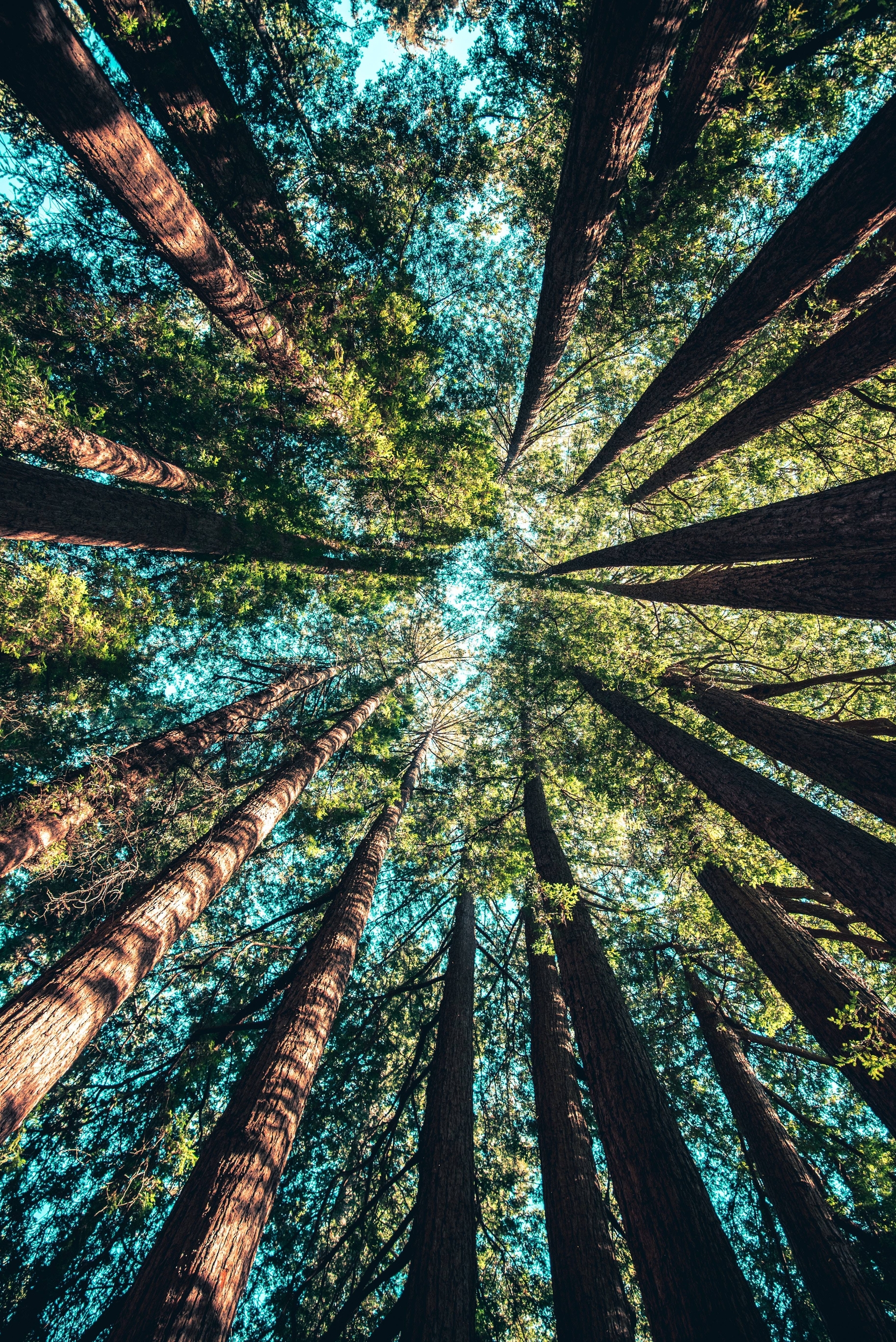 Immagine: albero