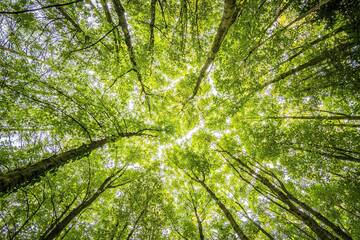 Immagine: Bosco foresta