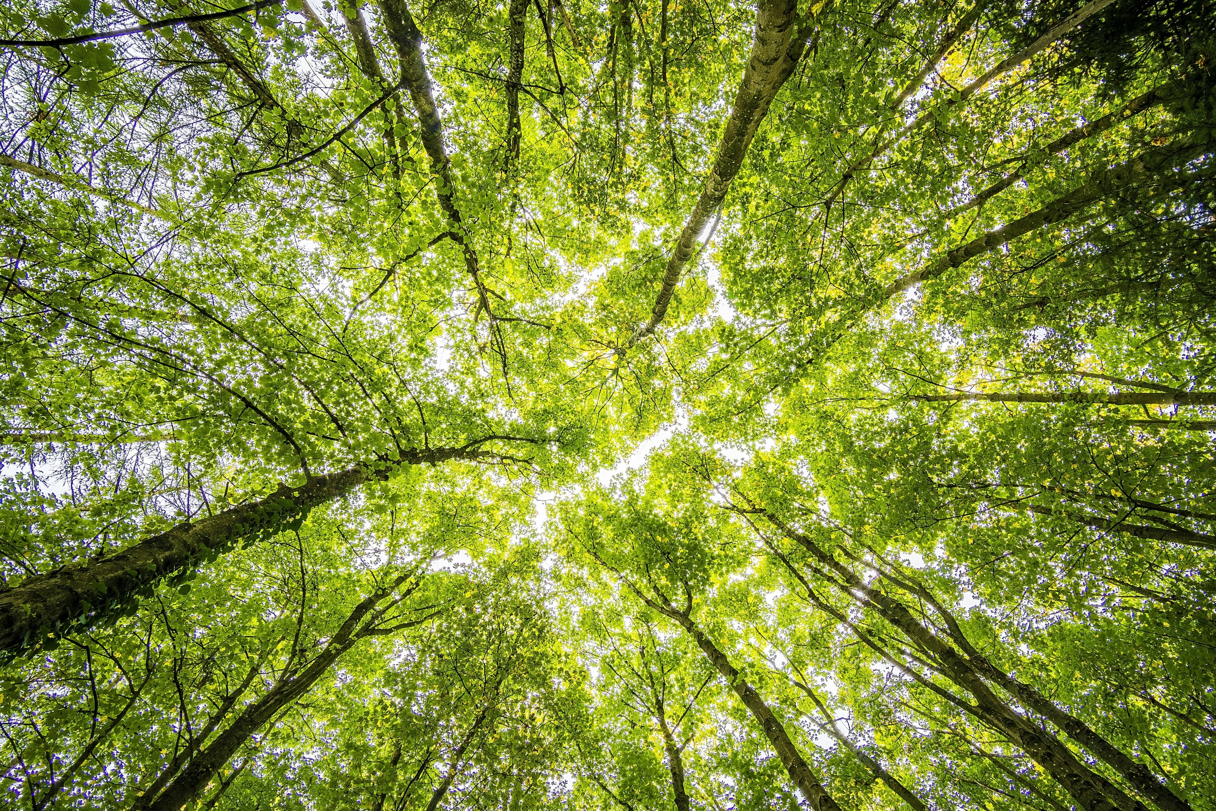 Immagine: Bosco foresta