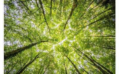 Immagine: Bosco foresta