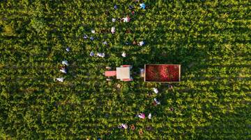 Immagine: Campi 