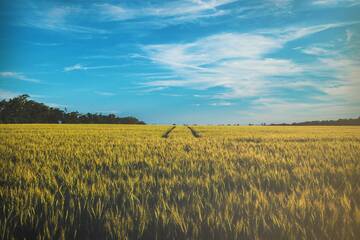 Immagine: Campo