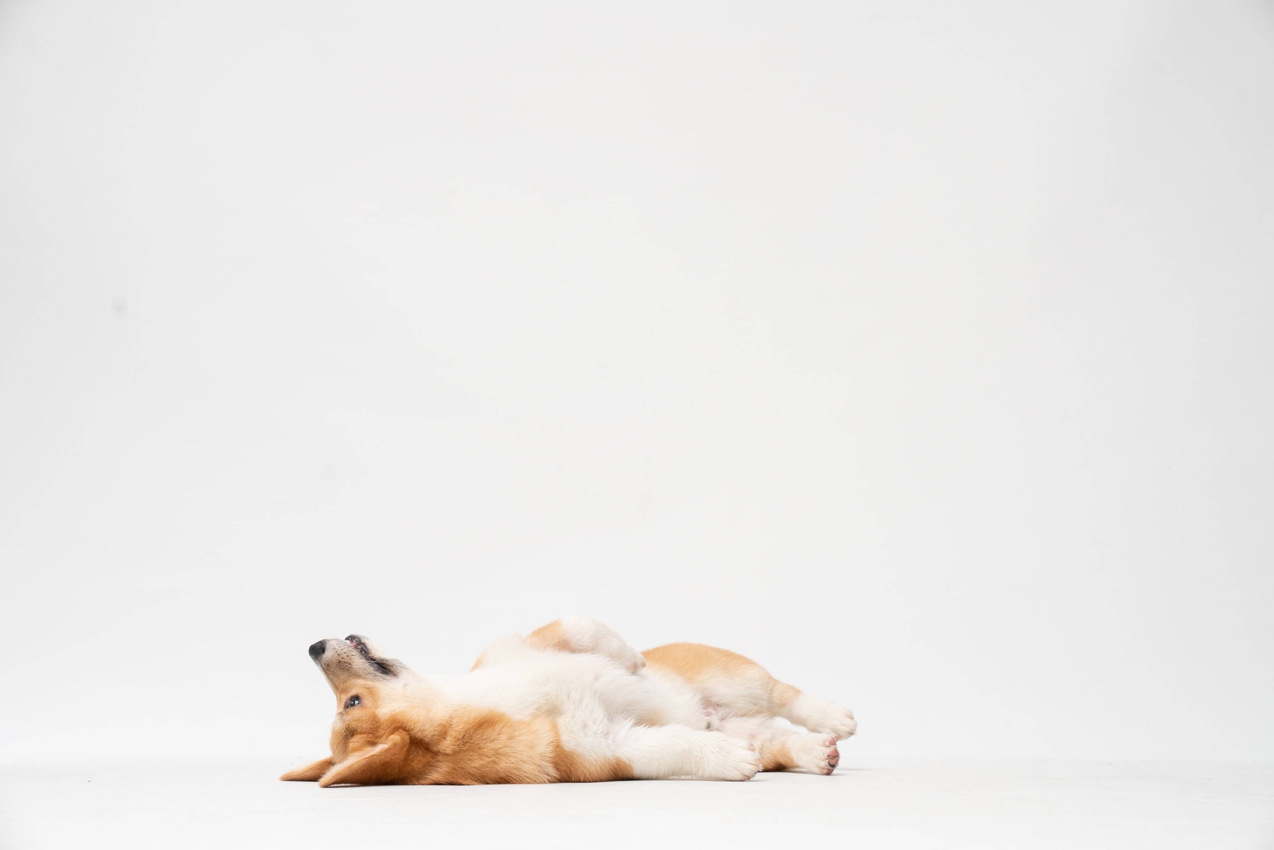 Immagine: cane