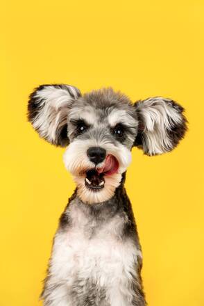 Immagine: cane