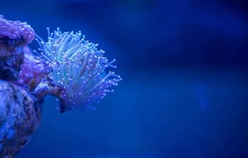 Immagine: Corallo