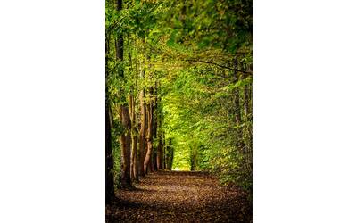 Immagine: david-bruyndonckx-F_hft1Wiyj8-unsplash