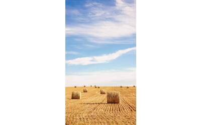 Immagine: Fieno