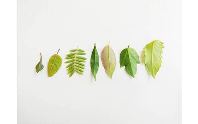 Immagine: foglia