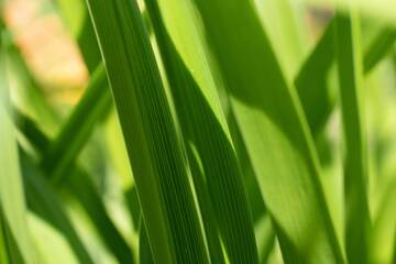 Un aperitivo con i #Giovani ex universitari - Edizione GreenJob [updated]