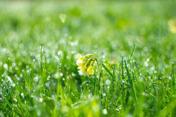 Immagine: Germoglio 