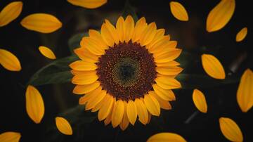 Un girasole di opportunità 