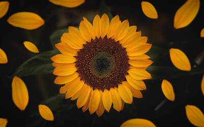 Immagine: girasole