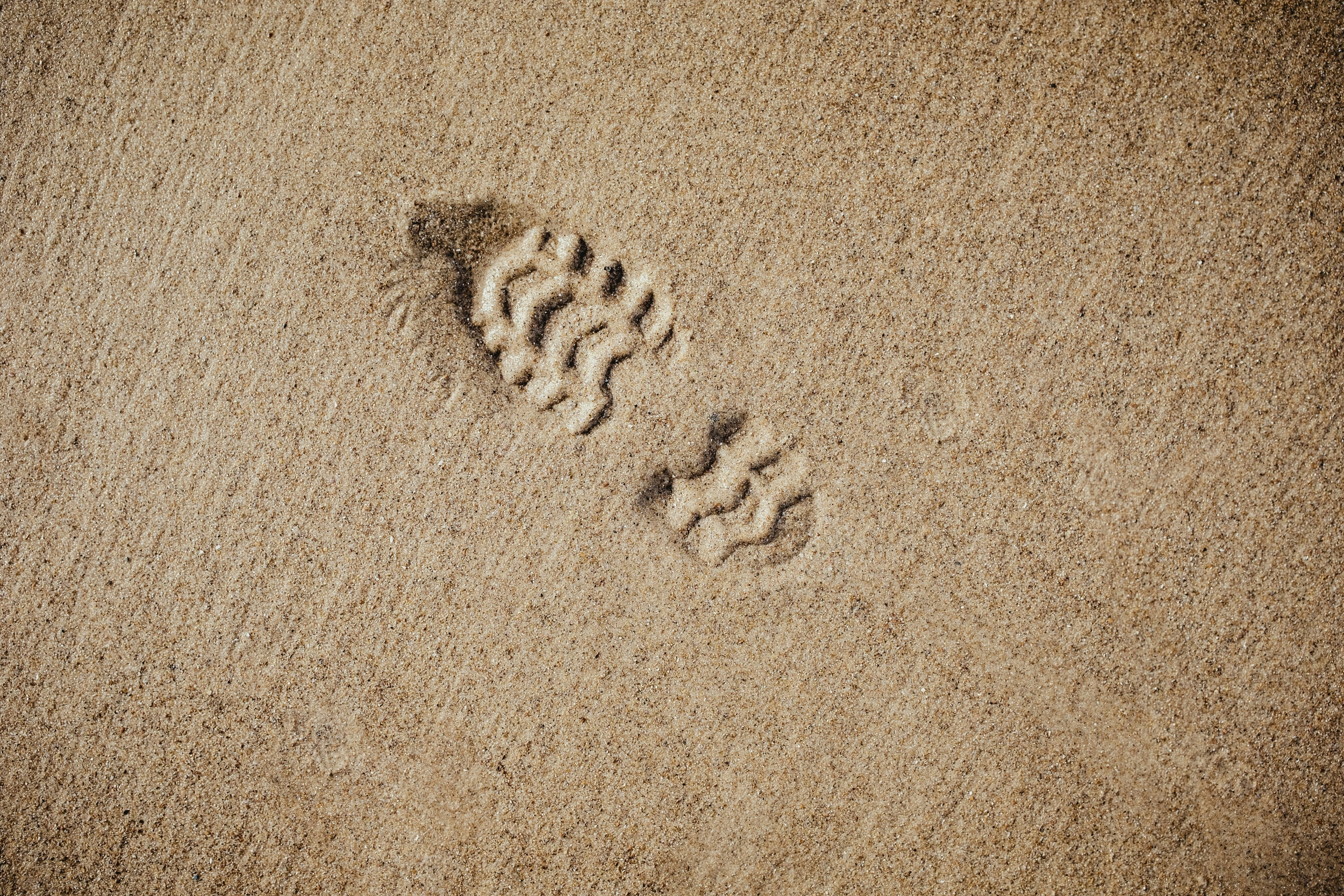 Immagine: impronta