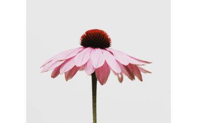 Immagine: kiki-siepel-BEwxLSN_bKU-unsplash