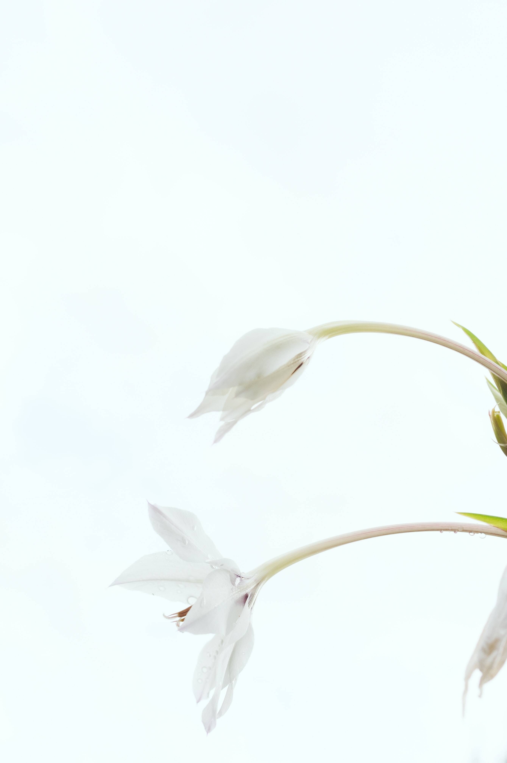 Immagine: masaaki-komori-WDqhwBOAl9o-unsplash