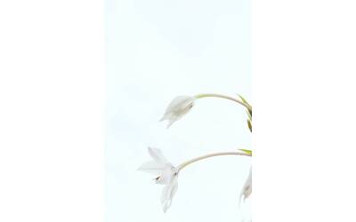 Immagine: masaaki-komori-WDqhwBOAl9o-unsplash