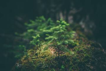 "Young Voices for the Planet"
