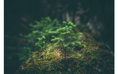 Immagine: matthew-smith-Rfflri94rs8-unsplash