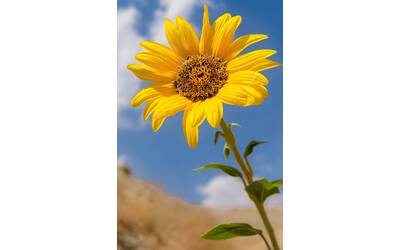 Immagine: mohsen-bagherzadeh-nm3ZgH0EdpM-unsplash