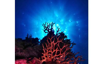 Immagine: nariman-mesharrafa-FhZXPN5WeOk-unsplash