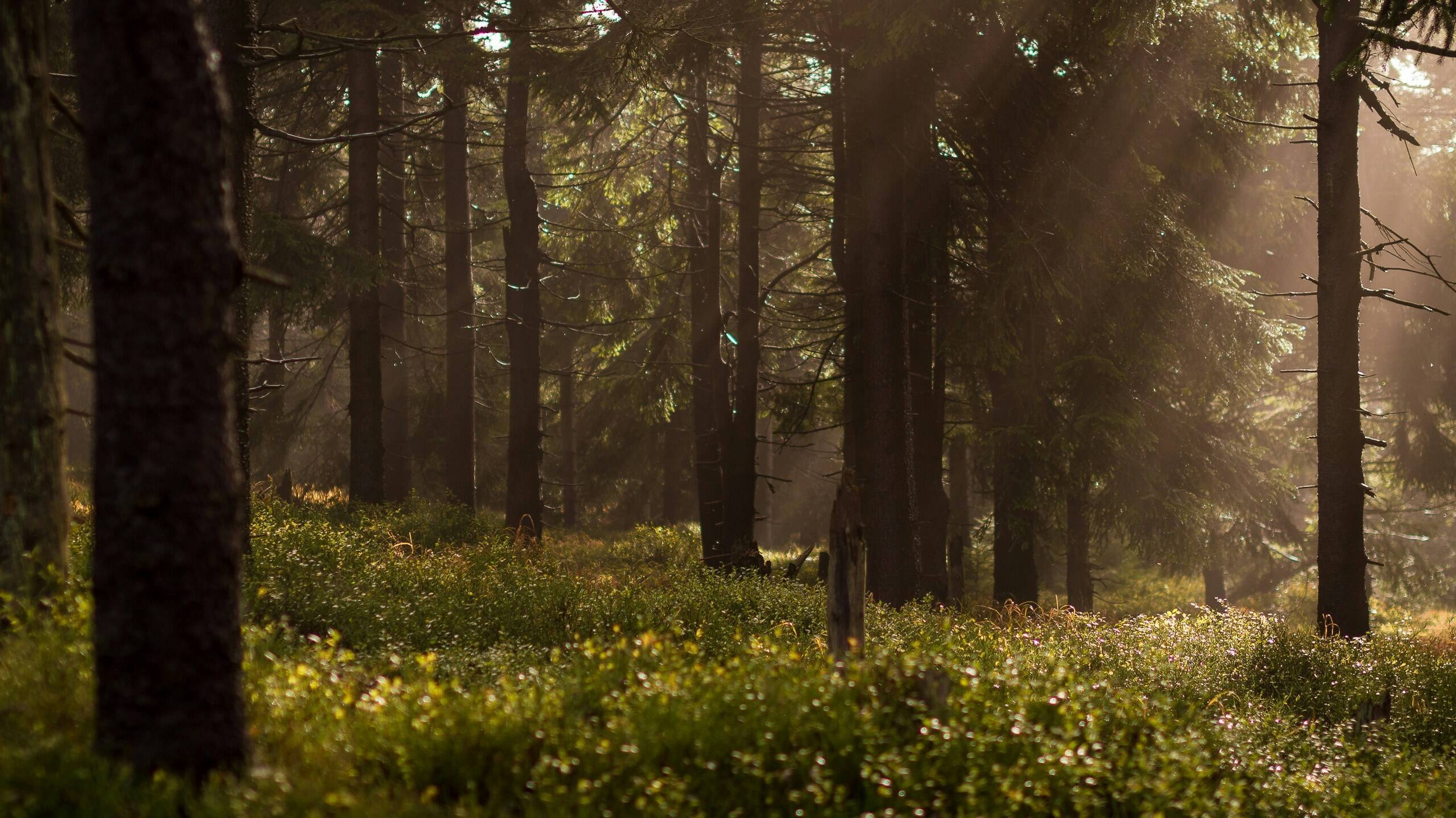 Immagine: parco