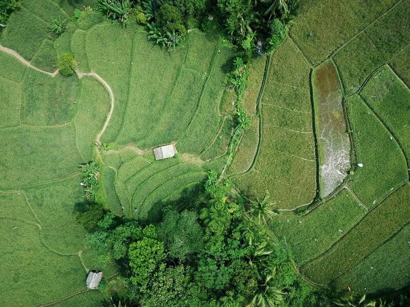 Tirocini al Fondo Internazionale per lo Sviluppo Agricolo
