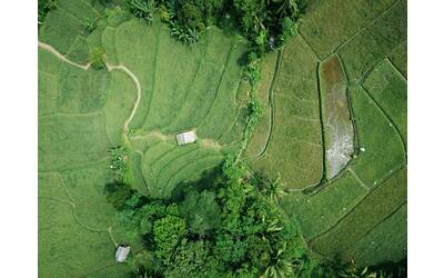 Immagine: pexels-tomfisk-1081912