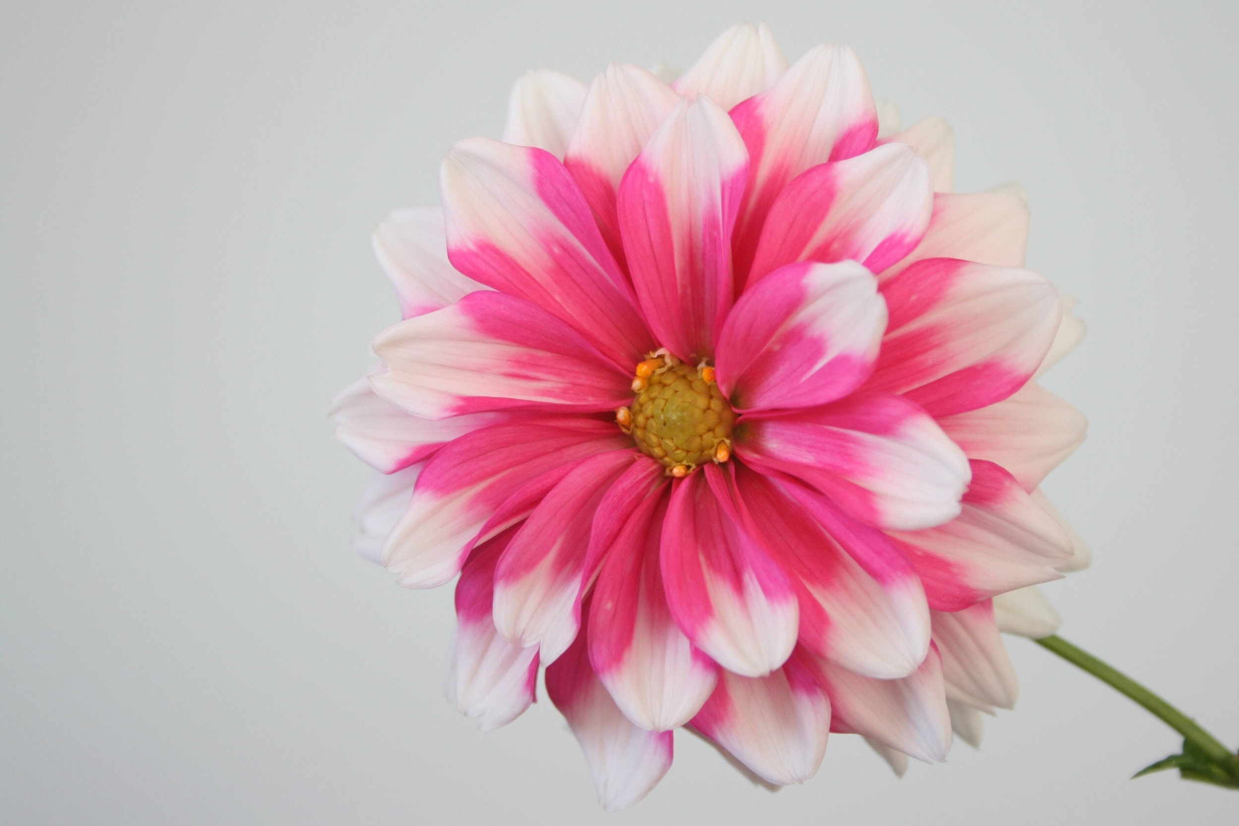 Immagine: phillip-larking-G7zQ_y2cSGk-unsplash