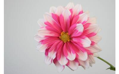 Immagine: phillip-larking-G7zQ_y2cSGk-unsplash