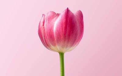 Immagine: roonz-ATgfRqpFfFI-unsplash