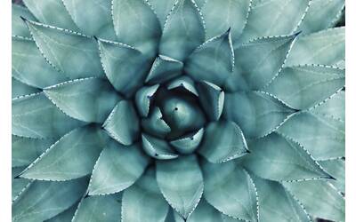 Immagine: Salute e benessere