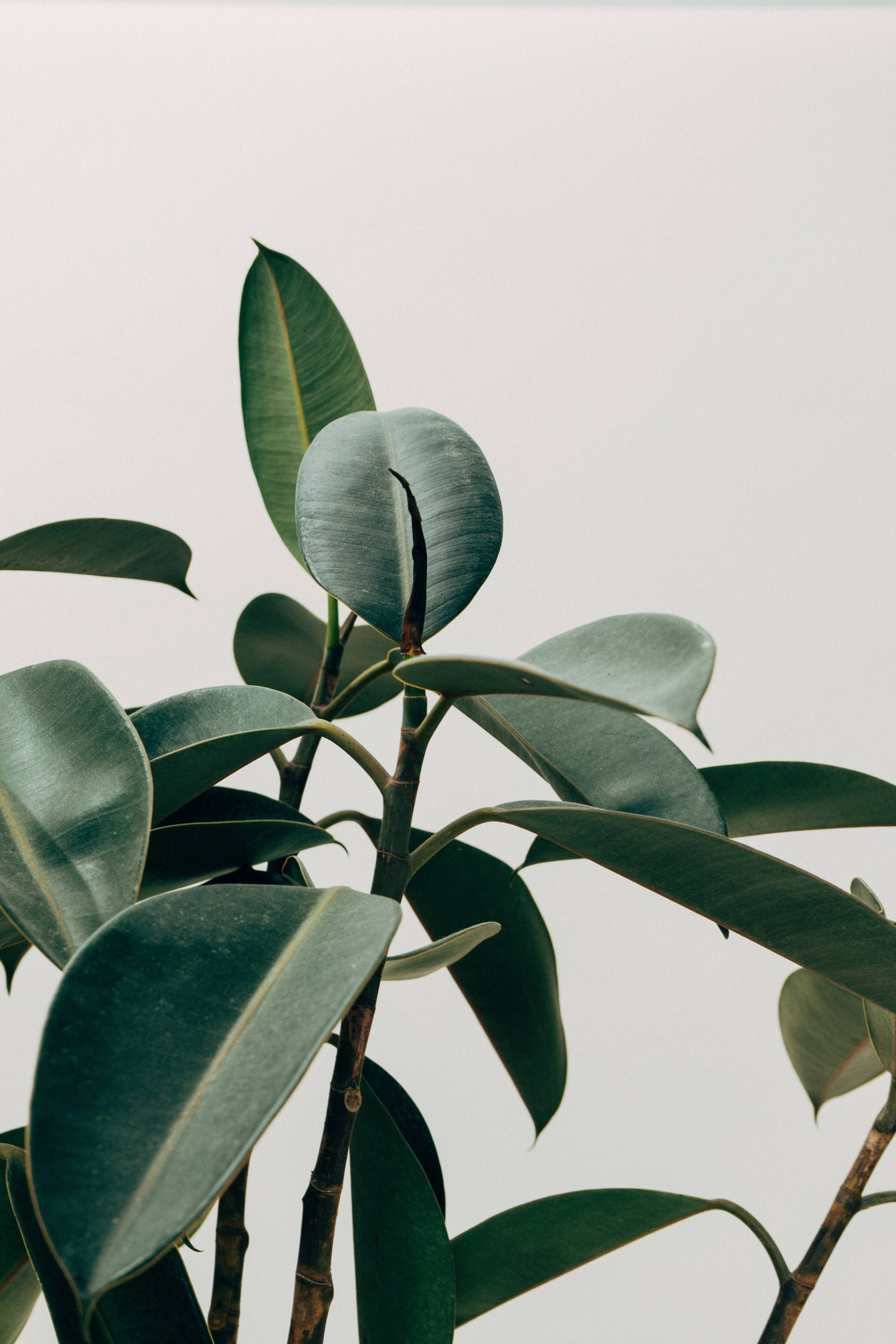 Immagine: scott-webb-eA2z1JSzZFI-unsplash
