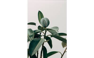 Immagine: scott-webb-eA2z1JSzZFI-unsplash