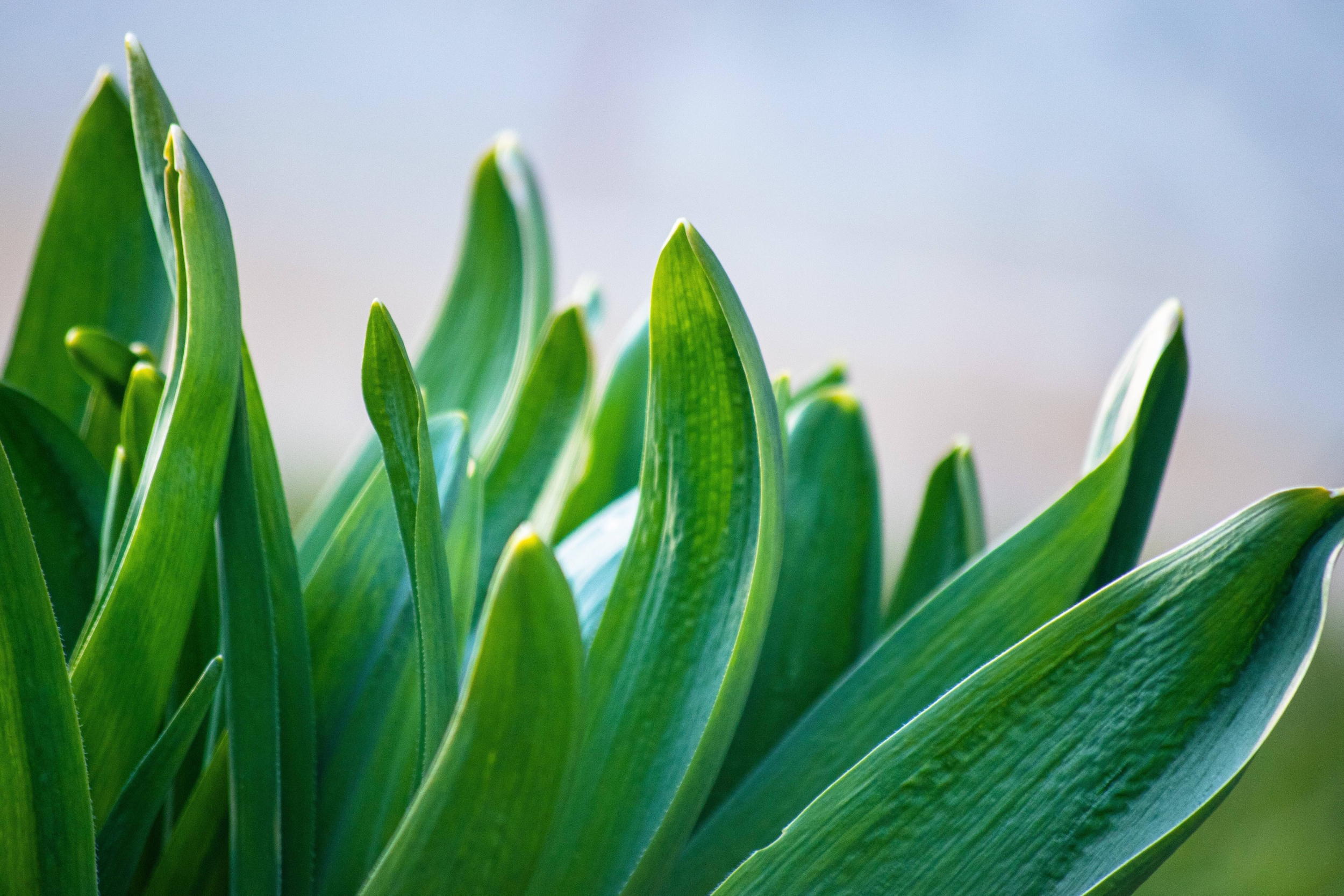 Immagine: sergey-lapunin-IxakBC_LBDQ-unsplash