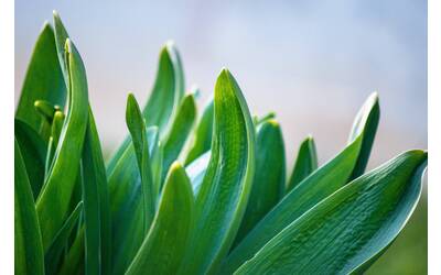 Immagine: sergey-lapunin-IxakBC_LBDQ-unsplash