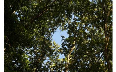 Immagine: Stusteinability