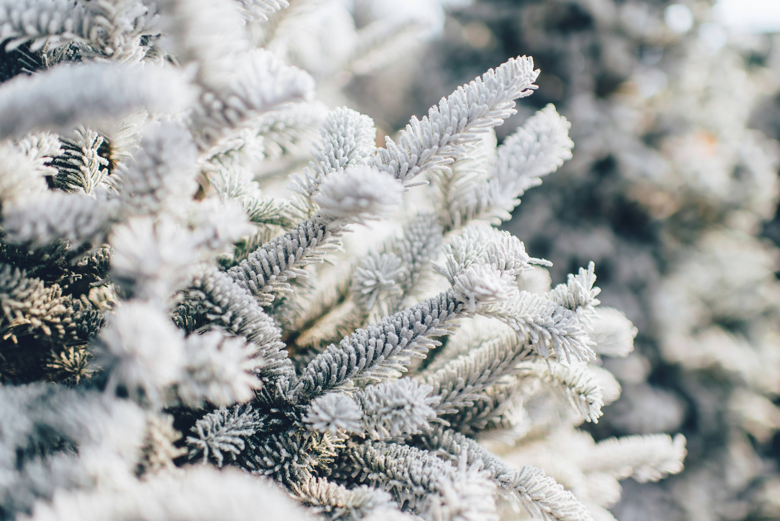 Immagine: winter